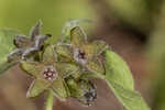 Trailing milkvine